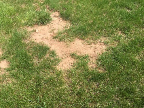 How To Fix A Lawn 4 Options For Haymarket Gainesville And Warrenton Va 